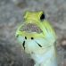 jawfish_yellowhead_oc_jar_v_0062_cub0559_crop.jpg